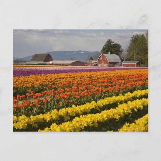 Carte Postale WA, Skagit Valley, Champs de tulipe en fleur, à (Devant)