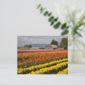Carte Postale WA, Skagit Valley, Champs de tulipe en fleur, à (Debout devant)