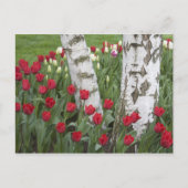 Carte Postale WA, Skagit Valley, Roozengaarde Tulip Garden (Devant)