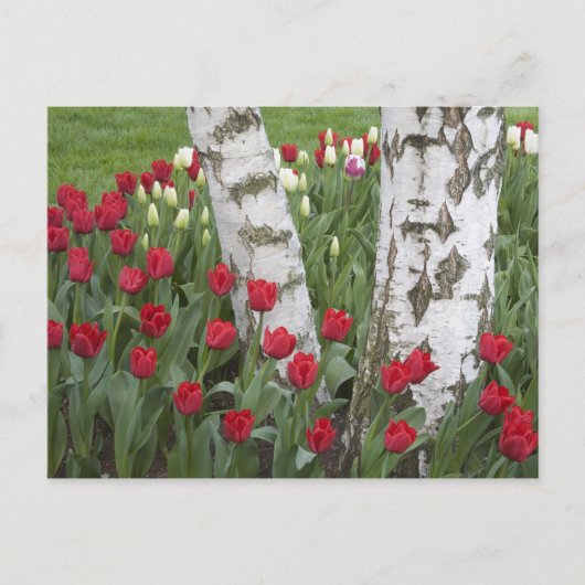 Carte Postale WA, Skagit Valley, Roozengaarde Tulip Garden (Devant)