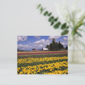 Carte Postale WA, Skagit Valley, Skagit Valley Tulip (Debout devant)