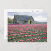 Carte Postale WA, Skagit Valley, Tulip Field et Barn (Devant / Derrière)
