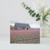 Carte Postale WA, Skagit Valley, Tulip Field et Barn (Debout devant)