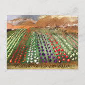 Carte Postale WA Skagit Valley Tulip Fields (Devant)