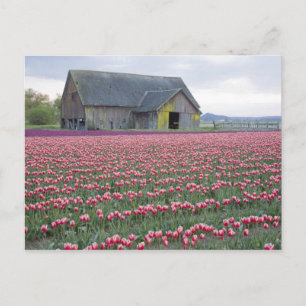 Carte Postale WA, vallée de Skagit, champ de tulipes et grange