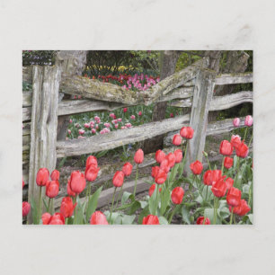 Carte Postale WA, vallée de Skagit, jardin de tulipes Roozengaar
