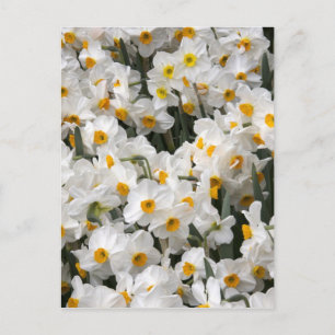 Carte Postale WA, vallée de Skagit, motif de jonquilles