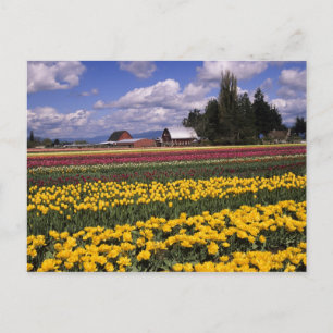 Carte Postale WA, vallée de Skagit, Tulipe de la vallée de Skagi