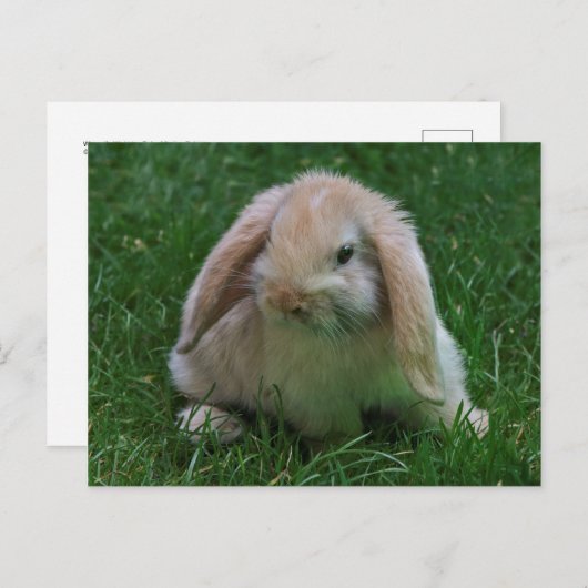Carte postale Wabbit (Devant / Derrière)