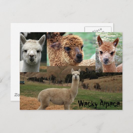 Carte Postale Wacky Alpaca (Devant / Derrière)