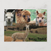 Carte Postale Wacky Alpaca (Devant)