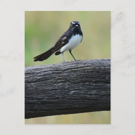 CARTE POSTALE WAGTAIL SUR FENCE QUEENSLAND AUSTRALIE (Devant)
