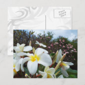 Carte postale Waikoloa Plumerias 1 (Devant / Derrière)