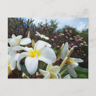 Carte postale Waikoloa Plumerias 1
