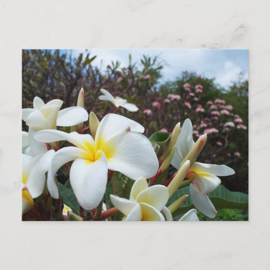 Carte postale Waikoloa Plumerias 1 (Devant)