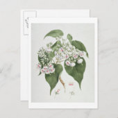 Carte Postale Walkuffa No.5 Dombeya torrida (w/c over graphite o (Devant / Derrière)