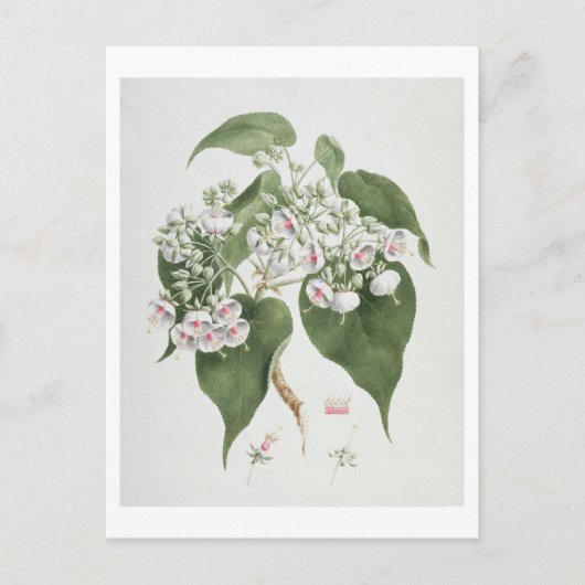 Carte Postale Walkuffa No.5 Dombeya torrida (w/c over graphite o (Devant)
