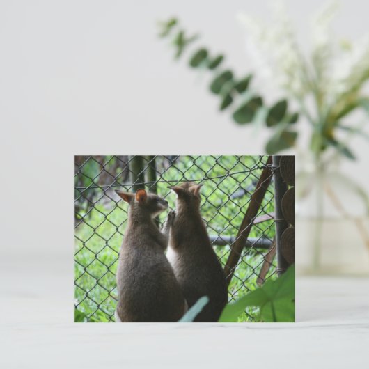 Carte Postale Wallabies (Debout devant)