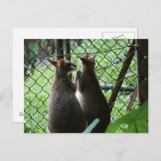Carte Postale Wallabies (Devant / Derrière)
