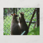 Carte Postale Wallabies (Devant)