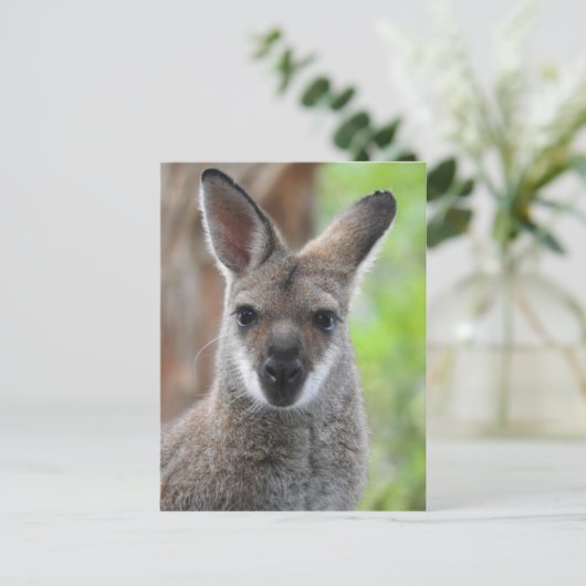Carte postale Wallaby (Debout devant)