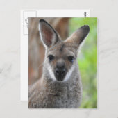 Carte postale Wallaby (Devant / Derrière)