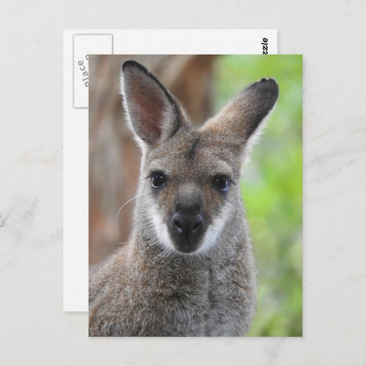 Carte postale Wallaby (Devant / Derrière)