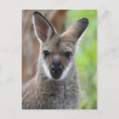 Carte postale Wallaby (Devant)