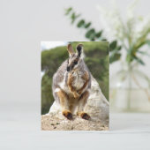 Carte Postale Wallaby (Debout devant)