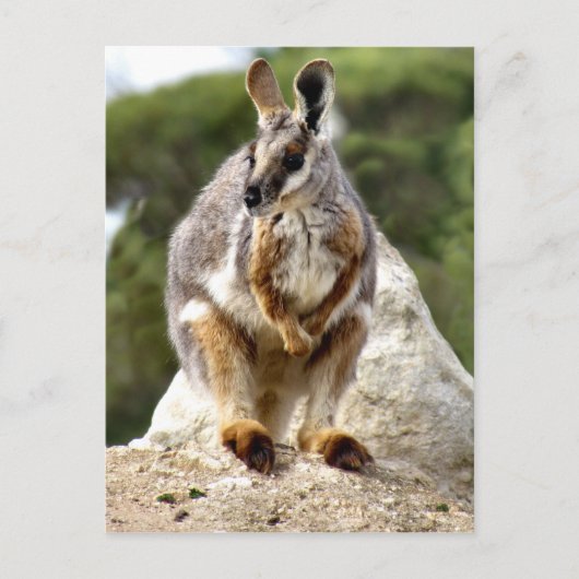 Carte Postale Wallaby (Devant)