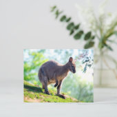 Carte Postale Wallaby (Debout devant)
