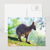 Carte Postale Wallaby (Devant / Derrière)