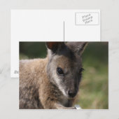 Carte Postale Wallaby (Devant / Derrière)