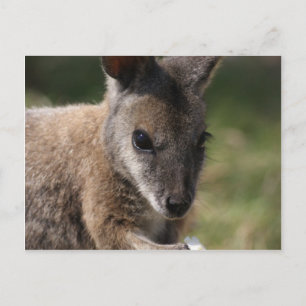 Carte Postale Wallaby