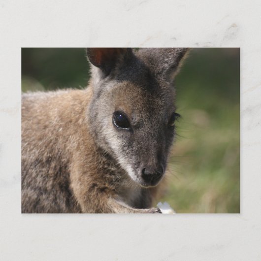 Carte Postale Wallaby (Devant)