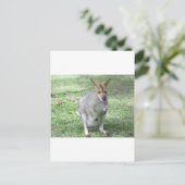 Carte Postale Wallaby australienne (Debout devant)