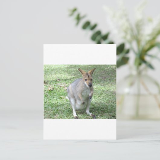 Carte Postale Wallaby australienne (Debout devant)