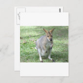 Carte Postale Wallaby australienne (Devant / Derrière)