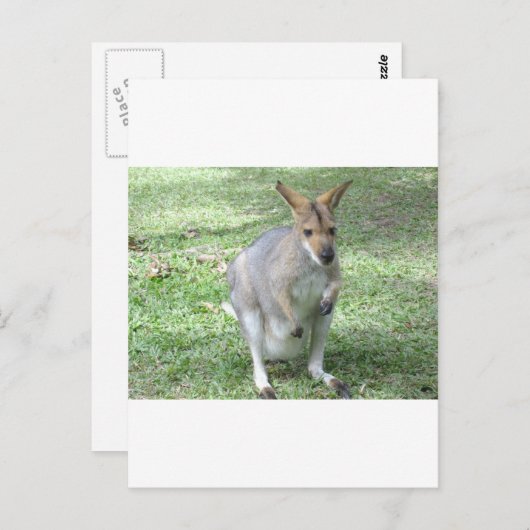 Carte Postale Wallaby australienne (Devant / Derrière)
