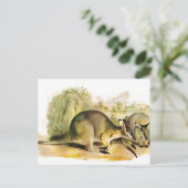 Carte Postale Wallaby de Western Brush (Debout devant)