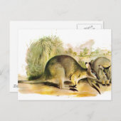 Carte Postale Wallaby de Western Brush (Devant / Derrière)