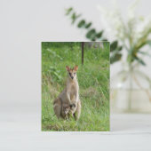 CARTE POSTALE WALLABY ET JOEY RURAL QUEENSLAND AUSTRALIE (Debout devant)