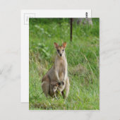 CARTE POSTALE WALLABY ET JOEY RURAL QUEENSLAND AUSTRALIE (Devant / Derrière)