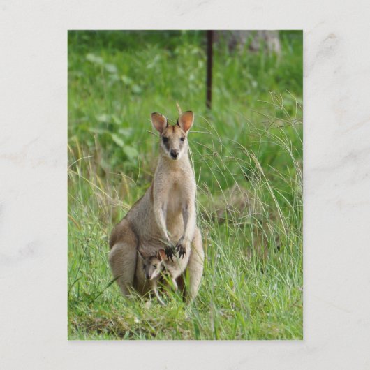 CARTE POSTALE WALLABY ET JOEY RURAL QUEENSLAND AUSTRALIE (Devant)