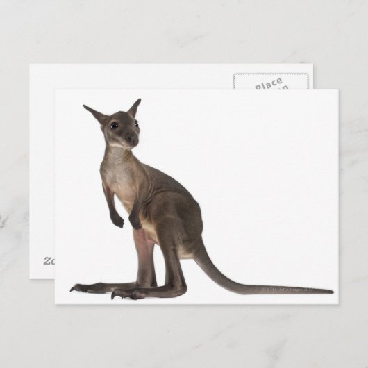 Carte Postale Wallaby - Macropus robustus (3 mois) (Devant / Derrière)