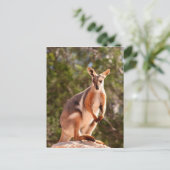 Carte Postale Wallaby, roche à pied jaune australien (Debout devant)