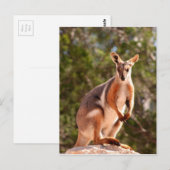 Carte Postale Wallaby, roche à pied jaune australien (Devant / Derrière)