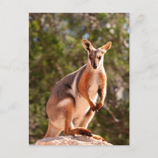 Carte Postale Wallaby, roche à pied jaune australien (Devant)