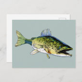 Carte Postale Walleye (Devant / Derrière)