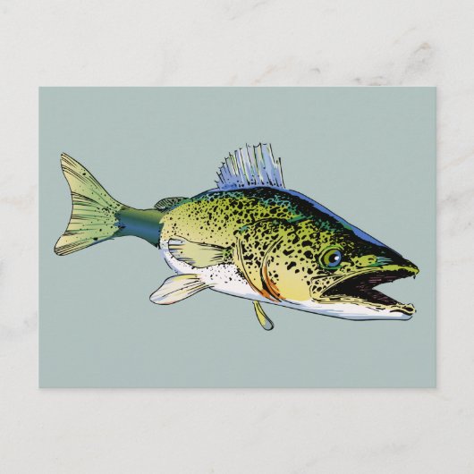 Carte Postale Walleye (Devant)